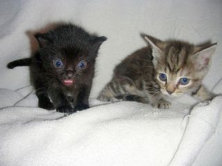 Cutest kitten pic 01