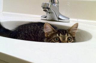 Click on the image to see another cute kitten photo