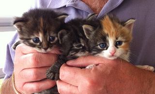 Cutest kitten pic 02