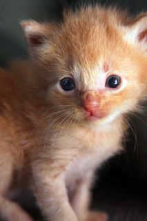 Cutest kitten pic 02