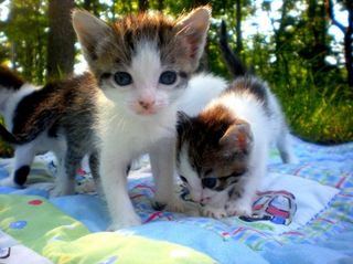 Cutest kitten pic 01
