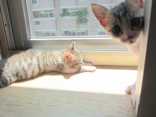 Cutest kitten pic 01