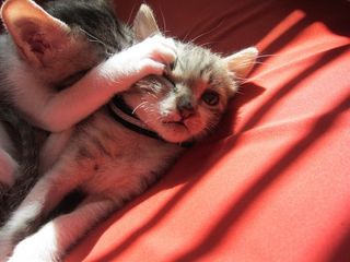 Cutest kitten pic 02