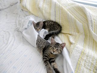 Cutest kitten pic 01