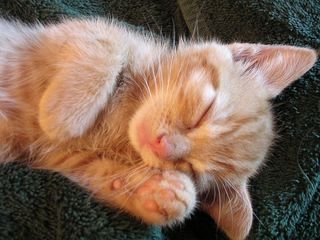 Click on the image to see another cute kitten photo