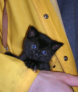 Cutest kitten pic 01