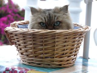 Cutest kitten pic 02