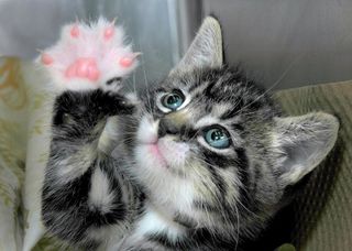 Cutest kitten pic 01