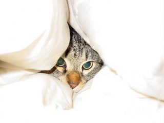 Cutest kitten pic 01