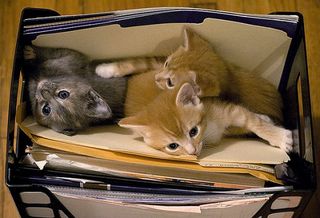 Cutest kitten pic 01