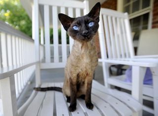 Cutest kitten pic 02