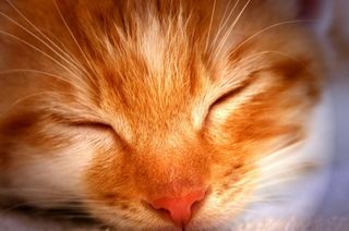 Cutest kitten pic 01