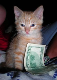 Cutest kitten pic 01