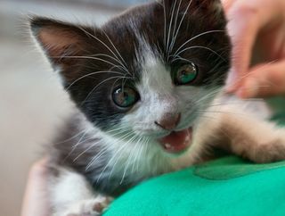 Cutest kitten pic 01