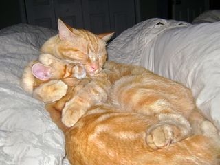 Click on the image to see another cute kitten photo