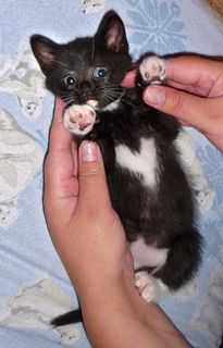 Click on the image to see another cute kitten photo