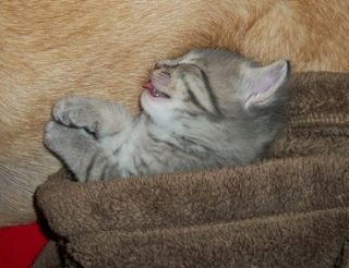 Cutest kitten pic 01