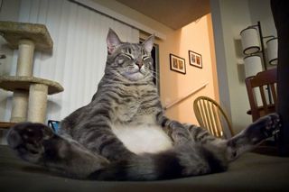 Cutest kitten pic 02