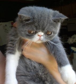 Cutest kitten pic 02