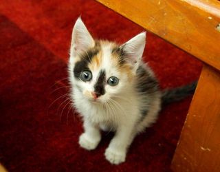 Cutest kitten pic 01