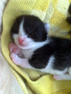 Cutest kitten pic 01