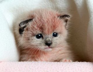 Cutest kitten pic 02