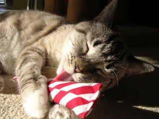 Cutest kitten pic 02