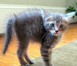 Cutest kitten pic 02