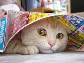 Cutest kitten pic 01