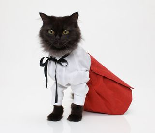 Click on the image to see another cute kitten photo