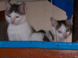 Click on the image to see another cute kitten photo