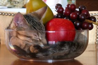 Cutest kitten pic 02