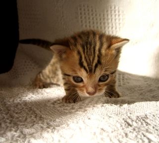 Cutest kitten pic 01