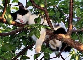 Cutest kitten pic 01