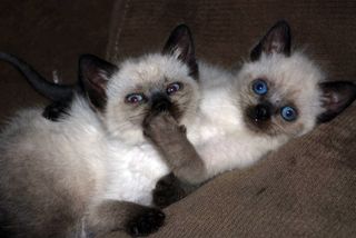 Cutest kitten pic 02