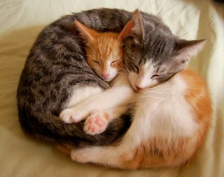 Cutest kitten pic 02