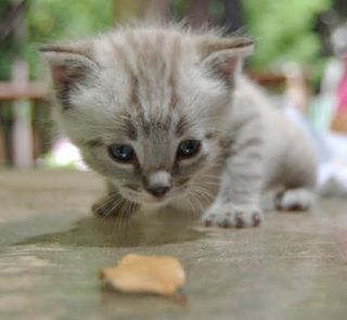 Cutest kitten pic 01