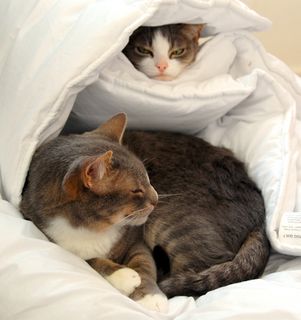 Cutest kitten pic 02