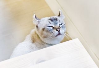 Cutest kitten pic 01