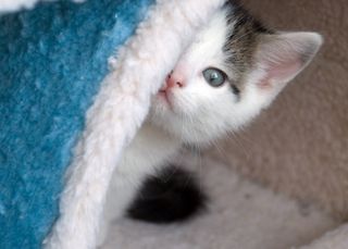 Cutest kitten pic 02