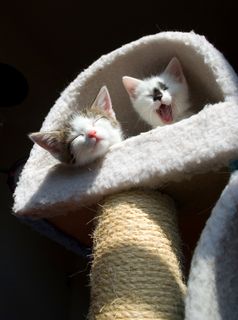 Cutest kitten pic 01
