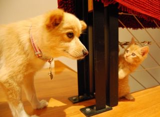 Cutest kitten pic 02