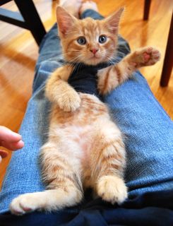 Cutest kitten pic 01