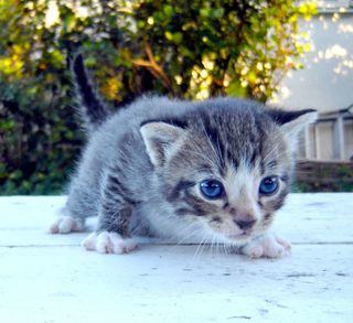 Click on the image to see another cute kitten photo