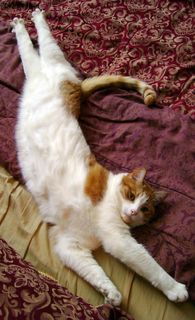 Click on the image to see another cute kitten photo