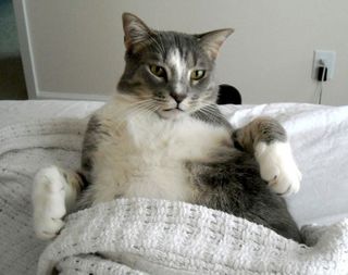 Click on the image to see another cute kitten photo