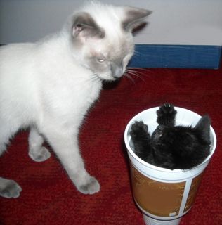 Click on the image to see another cute kitten photo