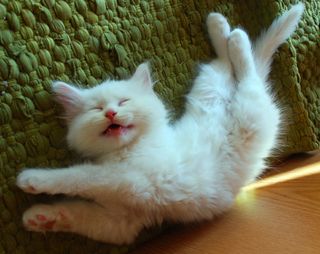 Cutest kitten pic 01