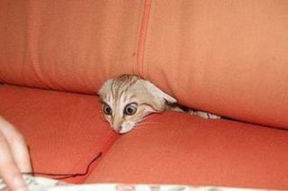 Click on the image to see another cute kitten photo