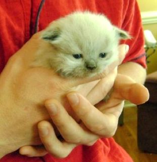 Click on the image to see another cute kitten photo